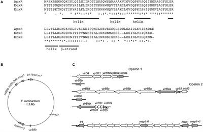 Iron Starvation Conditions Upregulate Ehrlichia ruminantium Type IV Secretion System, tr1 Transcription Factor and map1 Genes Family through the Master Regulatory Protein ErxR